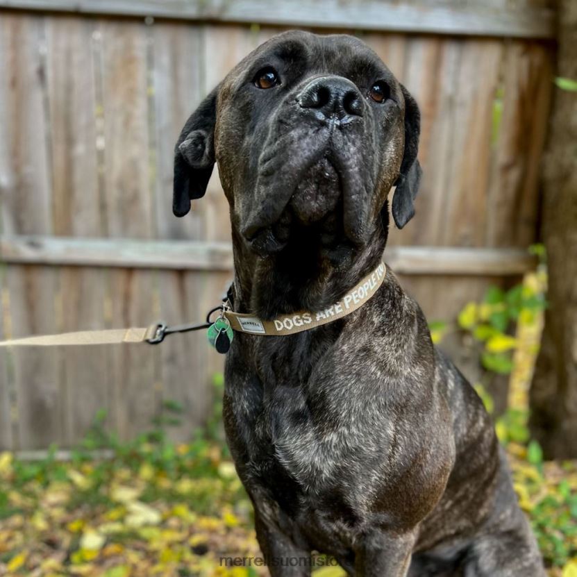 koiran panta (jaf26691-176) Merrell sukupuolineutraali 2RR88X271 seepia sävy Lisätarvikkeet